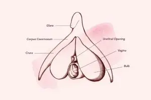 Le Clitoris：「陰蒂」，你了解她嗎？
