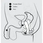 Aneros Maximus Trident 進階前列腺按摩器