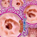 肉壁黏膜連續刃