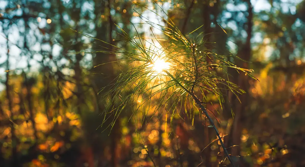 你選早上還是夜晚？探索早上打飛機的益處