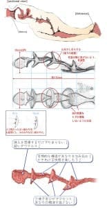 大魔王 Dolphin！（ドルフィン）